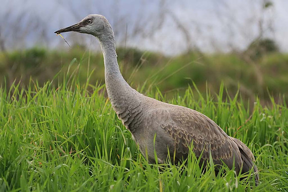 Sandhill Crane