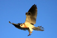 White-tailed Kite - juvenile
