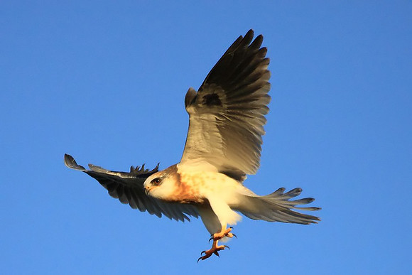 White-tailed Kite - juvenile