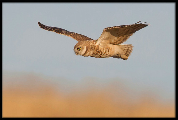 Burrowing Owl