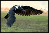 White-naped Raven hybrid