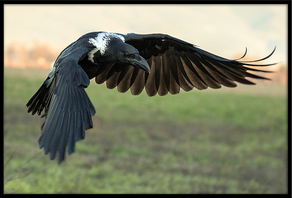 White-naped Raven hybrid