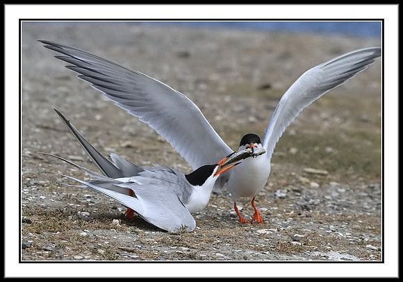 Tern Food Exchange Mating Ritual