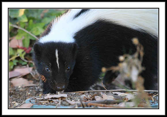Striped Skunk