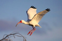 White Ibis landing