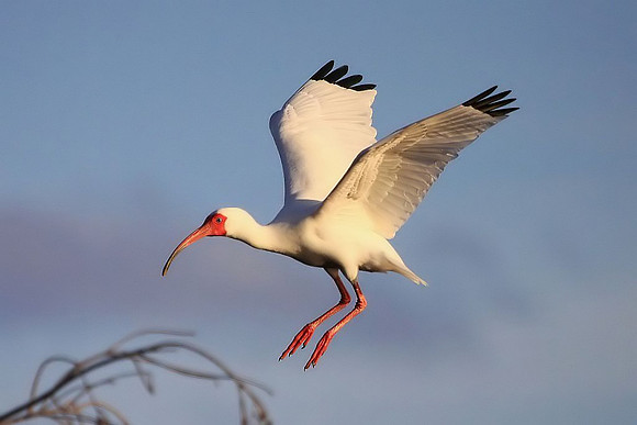 White Ibis landing