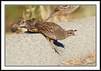 California Quail