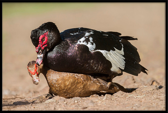 Muscovies mating