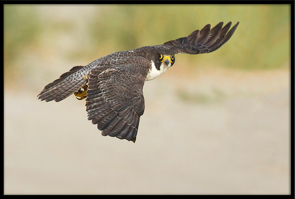 Peregrine Falcon