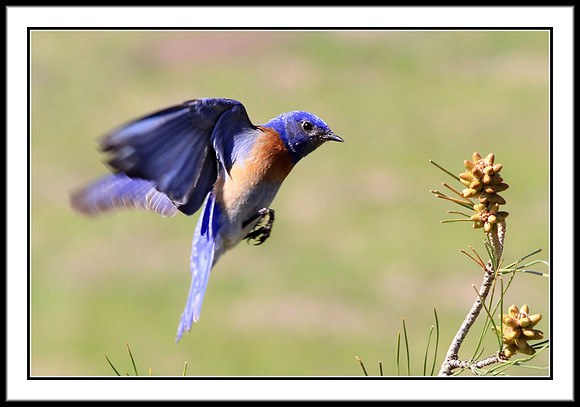 Western Bluebird