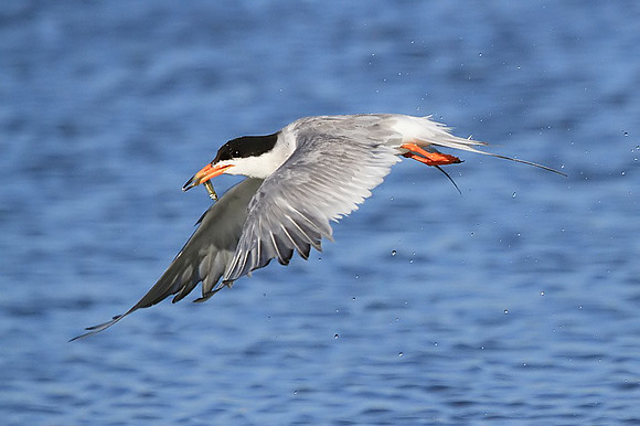 Forster's Tern with catch