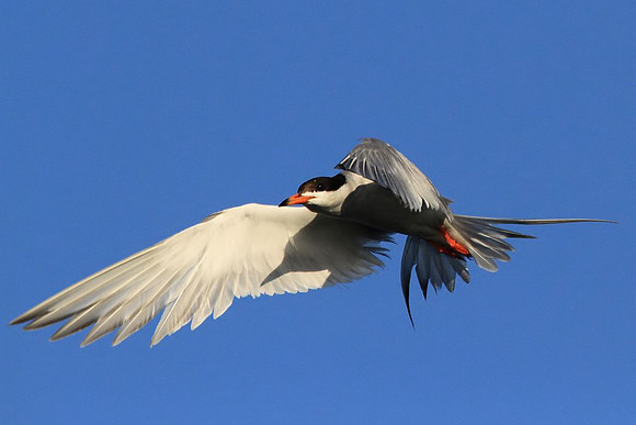 Forster's Tern