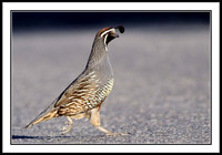 California Quail