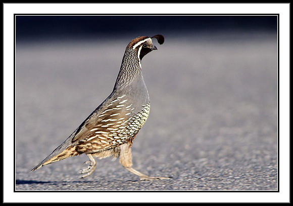 California Quail