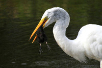 Great Egret eating a Moorhen