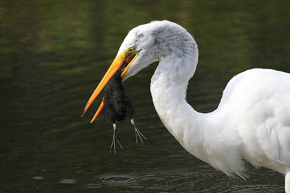 Great Egret eating a Moorhen