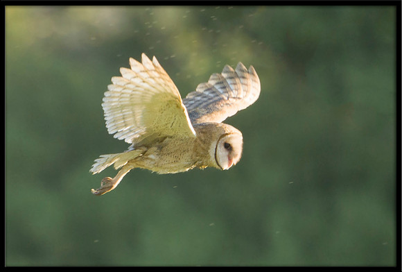 Barn Owl