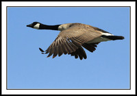 Canada Goose
