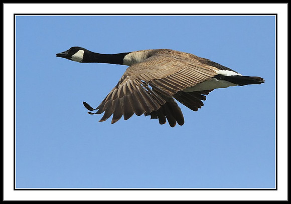 Canada Goose