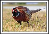 Ring-necked Pheasant