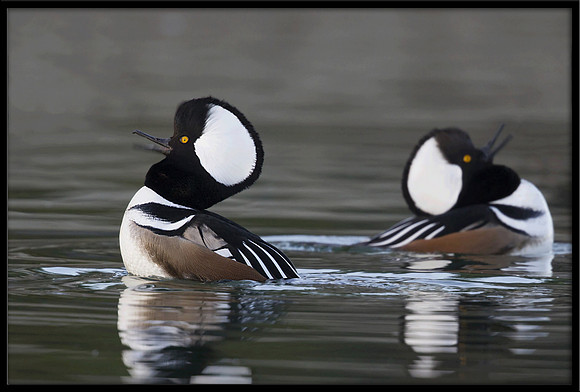 Hooded Mergansers