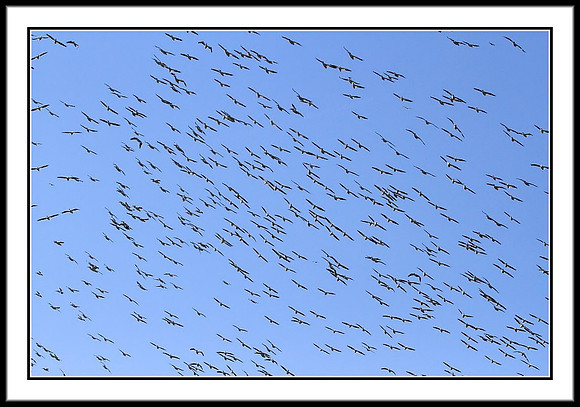 Pelican Swarm
