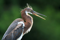 Tri-colored Heron (juvenile)