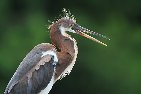 Tri-colored Heron (juvenile)
