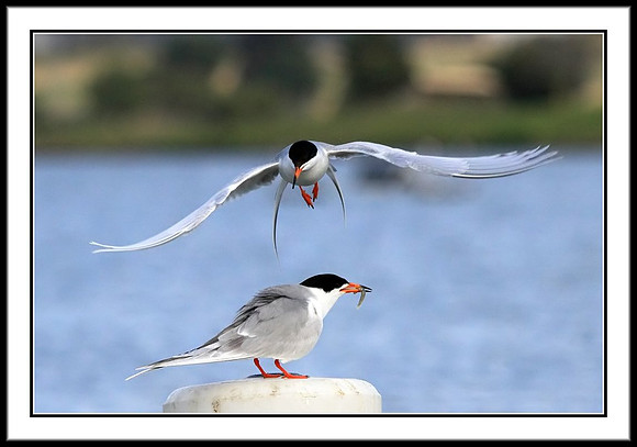 Tern food exchange mating ritual