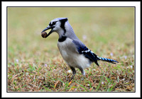 Blue Jay