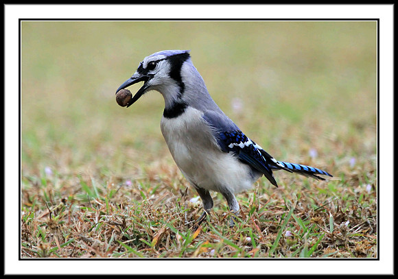 Blue Jay