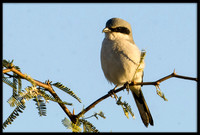 Loggerhead Shrike