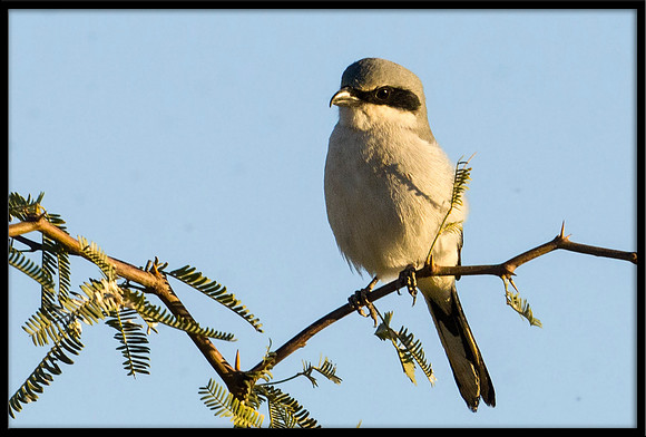 Loggerhead Shrike