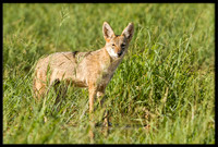 Coyote