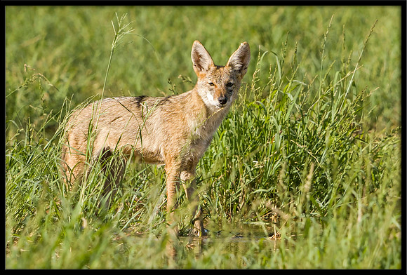 Coyote