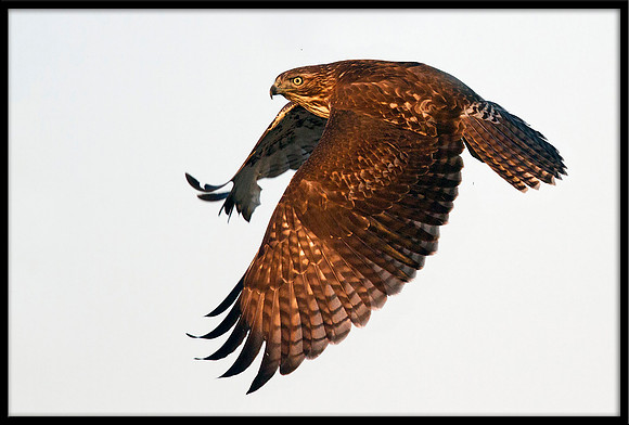 Red-tailed Hawk