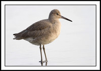 Willet