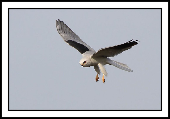 White Tailed Kite