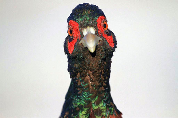 Ring-necked Pheasant