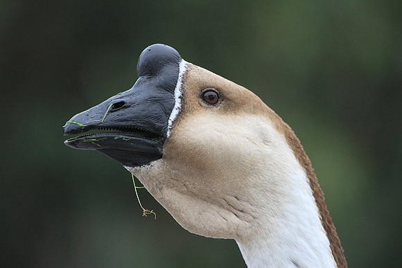 Goose