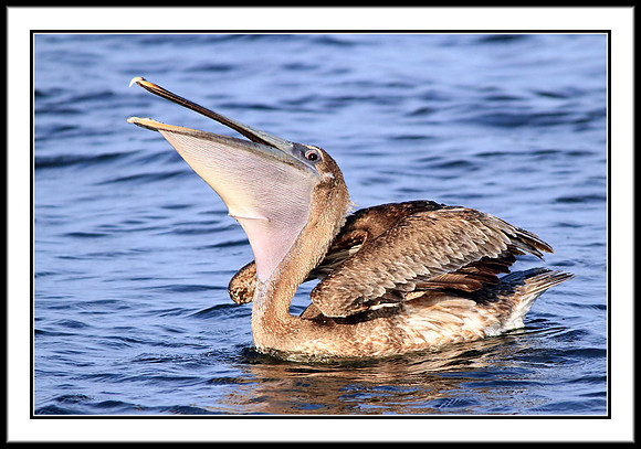 Brown Pelican