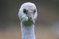 Sandhill Crane