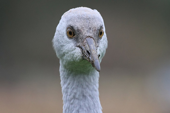 Sandhill Crane