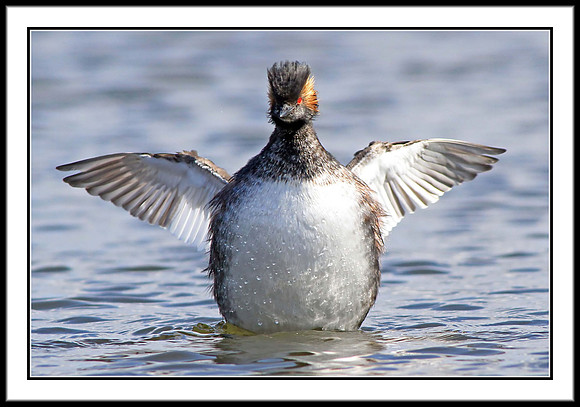 Eared Grebe