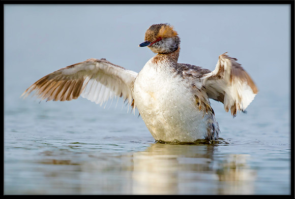 Horned Grebe