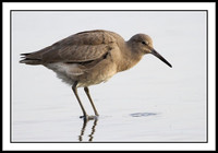 Willet