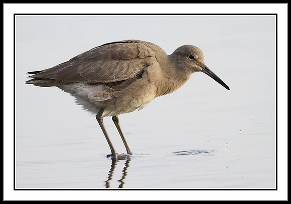 Willet