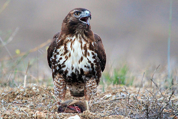Hawk gets mole (5 of 10)