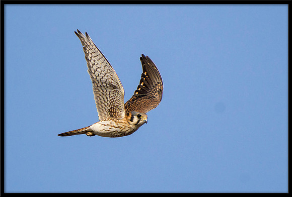 American Kestrel