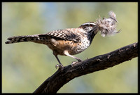 Cactus Wren With Nesting Material